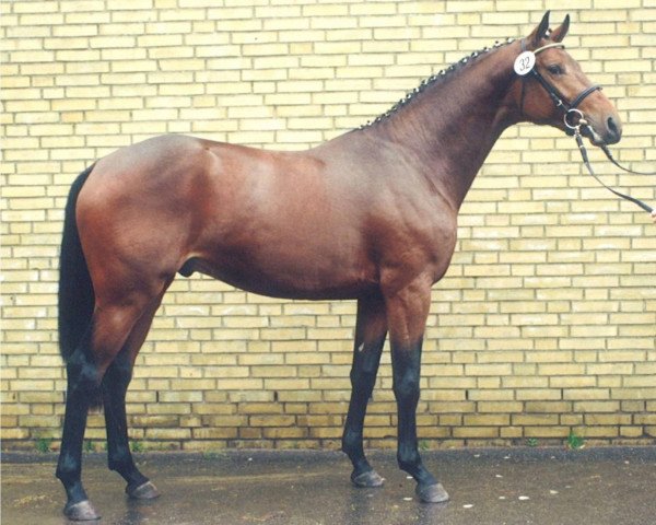stallion Linne (Trakehner, 1996, from Herzruf)