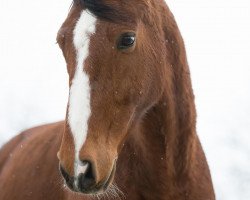 horse Cordino 13 (Oldenburg, 1997, from Cordial Medoc)