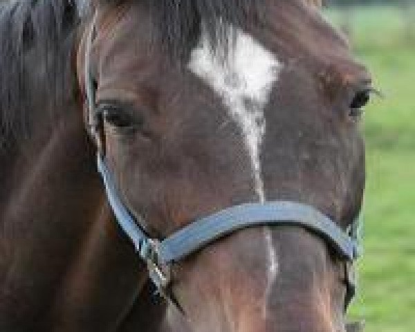 broodmare Lordana 21 (Holsteiner, 2004, from Lordano)