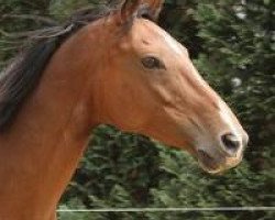 broodmare Lady Girl (Oldenburg, 1999, from Stalon)