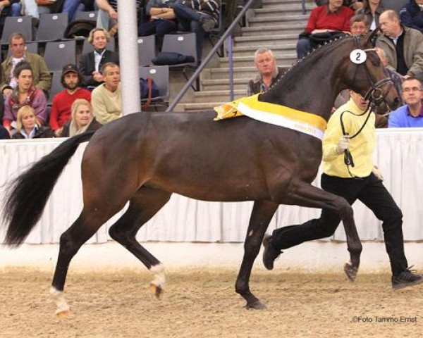 stallion Belconi (Hanoverian, 2009, from Belissimo NRW)