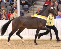 stallion Belconi (Hanoverian, 2009, from Belissimo NRW)