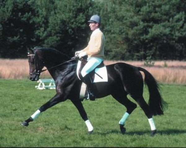 stallion Mont du Cantal AA (Anglo-Arabs, 1988, from Monfleury AA)