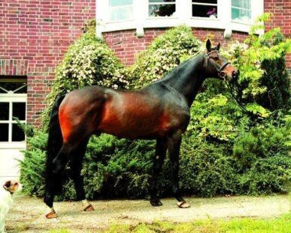 stallion More and More (Hanoverian, 1996, from Mont du Cantal AA)