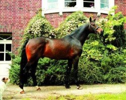 stallion More and More (Hanoverian, 1996, from Mont du Cantal AA)