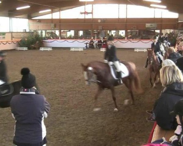 Zuchtstute Golden Gipsy (Deutsches Reitpony, 1998, von FS Golden Moonlight)