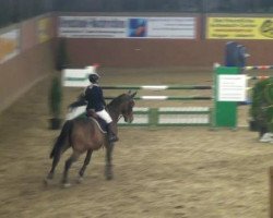 dressage horse Paulchen Panther (unknown,  )