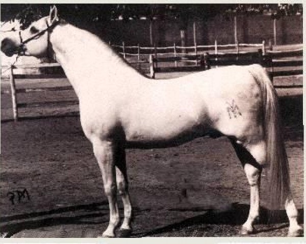 Deckhengst Galero ox (Vollblutaraber, 1965, von Zancudo 1958 ox)