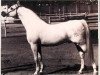 stallion Galero ox (Arabian thoroughbred, 1965, from Zancudo 1958 ox)