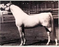 Deckhengst Galero ox (Vollblutaraber, 1965, von Zancudo 1958 ox)