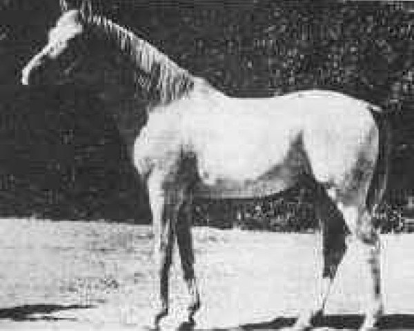Deckhengst Barquillo ox (Vollblutaraber, 1938, von Eco 1919 ox)