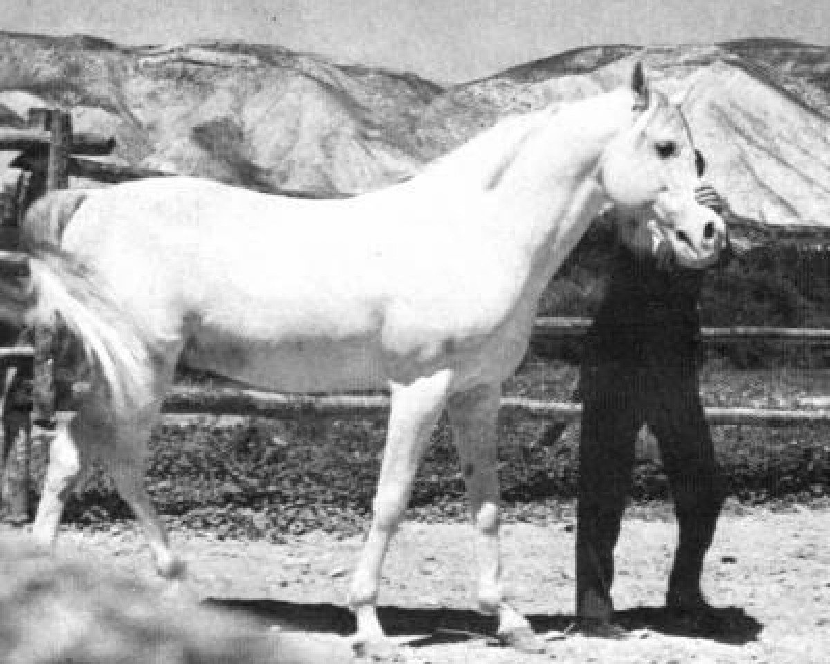 Deckhengst Orive ox (Vollblutaraber, 1951, von Barquillo ox)
