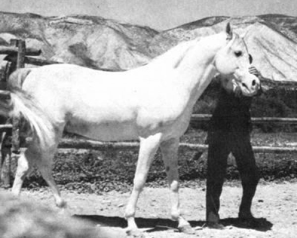stallion Orive ox (Arabian thoroughbred, 1951, from Barquillo ox)
