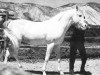 stallion Orive ox (Arabian thoroughbred, 1951, from Barquillo ox)