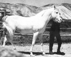 stallion Orive ox (Arabian thoroughbred, 1951, from Barquillo ox)