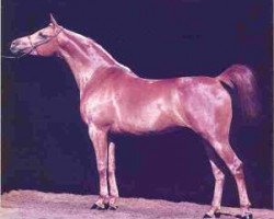 broodmare Medina Azahara ox (Arabian thoroughbred, 1979, from Garbo ox)