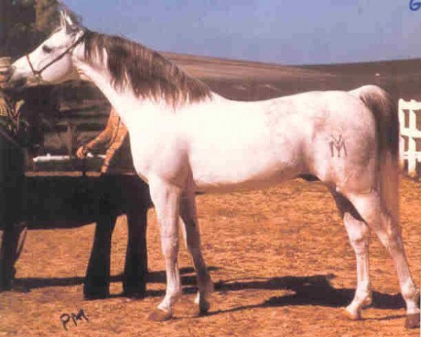 stallion Garbo ox (Arabian thoroughbred, 1965, from Orive ox)
