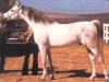 stallion Garbo ox (Arabian thoroughbred, 1965, from Orive ox)