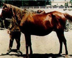 broodmare Mabrouka EAO (Arabian thoroughbred, 1951, from Sid Abouhom 1936 RAS)