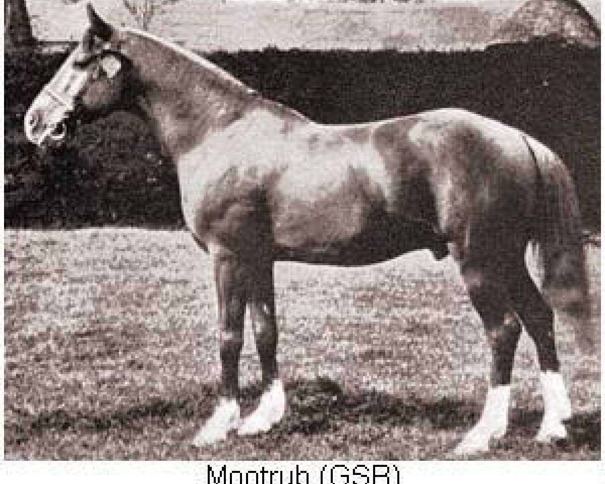 stallion Mootrub 1887 DB (Arabian purebred, 1887)