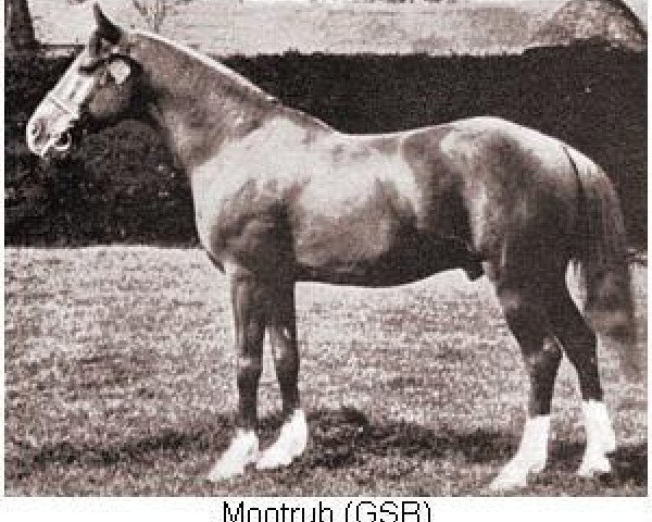stallion Mootrub 1887 DB (Arabian thoroughbred, 1887)