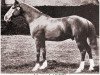 stallion Mootrub 1887 DB (Arabian thoroughbred, 1887)
