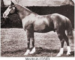 stallion Mootrub 1887 DB (Arabian purebred, 1887)