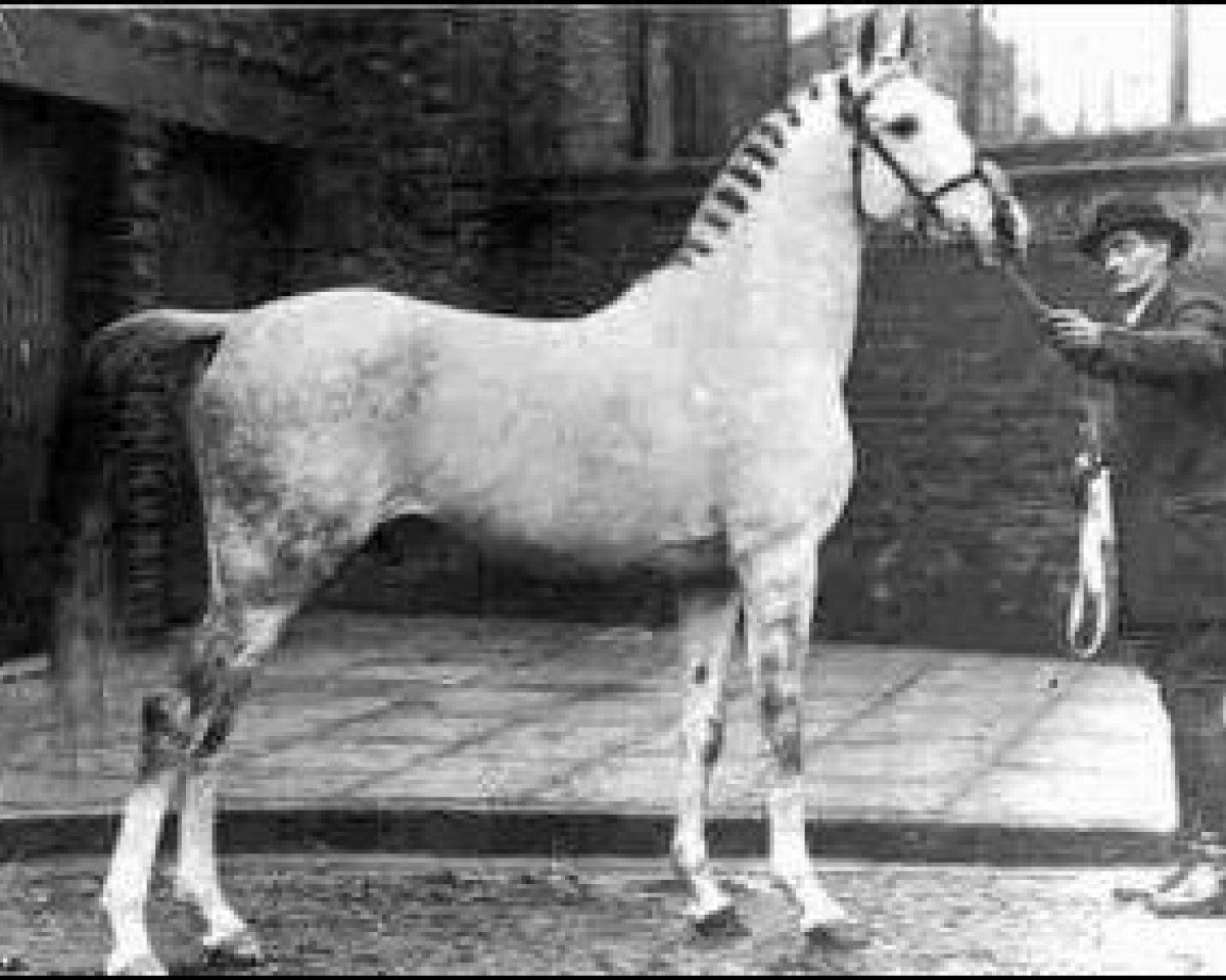 stallion Shahzada 1913 ox (Arabian purebred, 1913, from Mootrub 1887 DB)