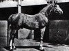Deckhengst Razada 1925 ox (Vollblutaraber, 1925, von Shahzada 1913 ox)