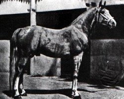 stallion Razada 1925 ox (Arabian thoroughbred, 1925, from Shahzada 1913 ox)