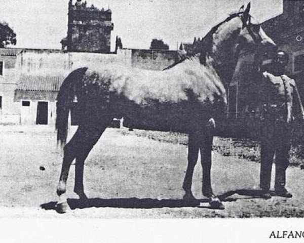 Deckhengst Alfanje ox (Vollblutaraber, 1915, von Sabat el Heir ox)