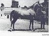 Deckhengst Alfanje ox (Vollblutaraber, 1915, von Sabat el Heir ox)
