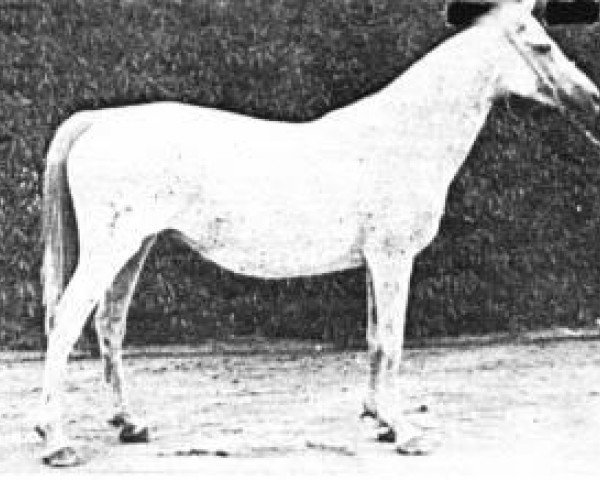 Zuchtstute Gomara ox (Vollblutaraber, 1921, von Alfanje ox)