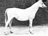broodmare Gomara ox (Arabian thoroughbred, 1921, from Alfanje ox)