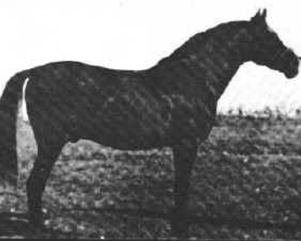 Deckhengst Ursus ox (Vollblutaraber, 1908, von Dahman Amir 1887 DB)