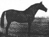 Deckhengst Ursus ox (Vollblutaraber, 1908, von Dahman Amir 1887 DB)