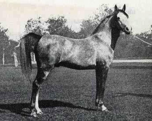 Deckhengst Gandhy ox (Vollblutaraber, 1931, von Ursus ox)