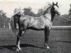 stallion Gandhy ox (Arabian thoroughbred, 1931, from Ursus ox)