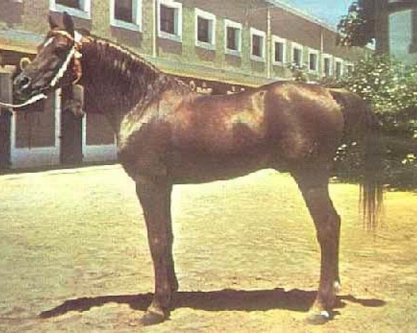 Deckhengst Maquillo ox (Vollblutaraber, 1949, von Gandhy ox)