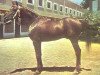 stallion Maquillo ox (Arabian thoroughbred, 1949, from Gandhy ox)
