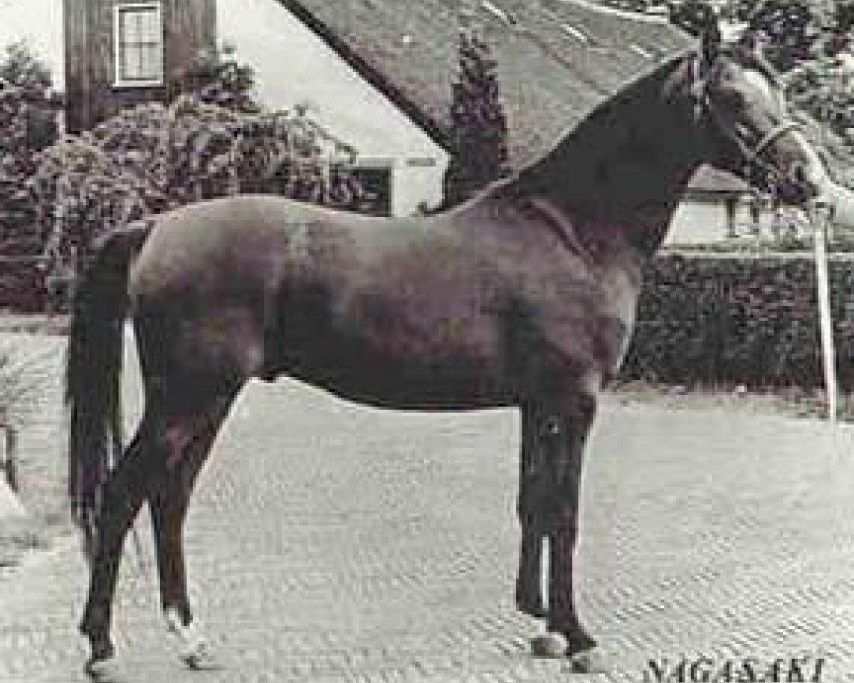 stallion Nagasaki ox (Arabian purebred, 1969, from Sacudir ox)