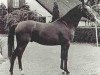 stallion Nagasaki ox (Arabian thoroughbred, 1969, from Sacudir ox)
