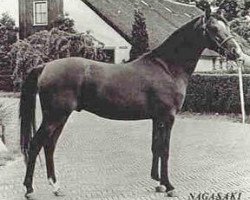 stallion Nagasaki ox (Arabian thoroughbred, 1969, from Sacudir ox)