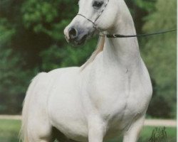 stallion Sasaki ox (Arabian thoroughbred, 1981, from Nagasaki ox)