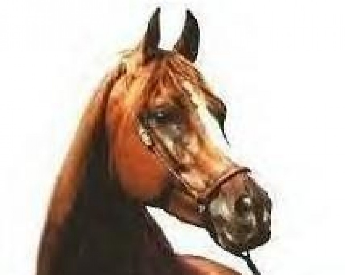 broodmare Maysouna 1978 ox (Arabian purebred, 1978, from Ibn Galal 1966 EAO)