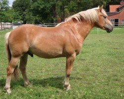 dressage horse Nelkes Schiller (4,69% ox) (Edelbluthaflinger, 2010, from Sole Mio (4,69% ox))