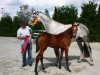 broodmare Fayola (Oldenburg show jumper, 2012, from Valeron)