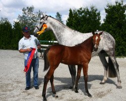 Zuchtstute Fayola (Oldenburger Springpferd, 2012, von Valeron)