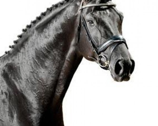 stallion Tannenhof's Download (Hanoverian, 2008, from Desperados FRH)