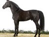 stallion Dresemann (Hanoverian, 1999, from Daidalos)